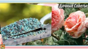 ОБЯЗАТЕЛЬНО проведите эти мероприятия С РОЗАМИ ОСЕНЬЮ Подготовка роз к зиме Цветоводам НА ЗАМЕТК