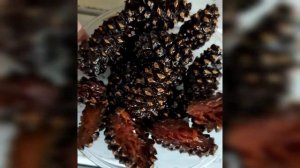 Цукаты из сосновой шишки 250 гр