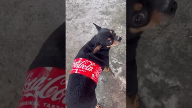 Dog Coca-Cola
