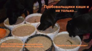 Пробовальщики каши