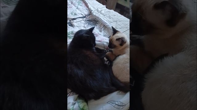 Кошачьи нежности. Кошки валяются на кровати вылизывают друг друга
#кошки