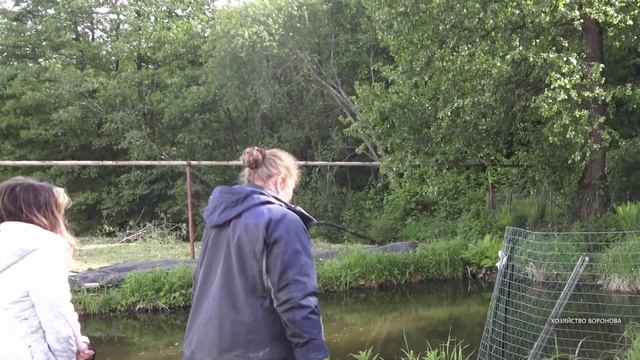 Балуем кур несушек головастиками из пруда смотреть онлайн