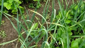 Ранние сорта клубники Флер, Сандра