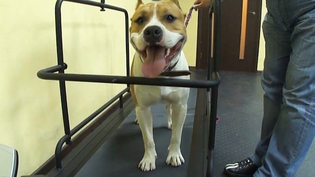 беговая дорожка,первая попытка,Дали 9 мес.) смотреть онлайн