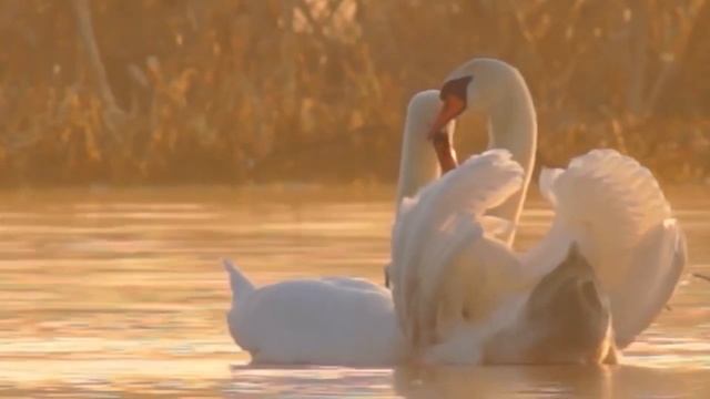 Литературно-музыкальная видео-гостинная, стихотворение Ольги Горбуновой "Памаш Элеш" смотреть онлайн