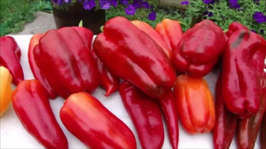 Защита сработала!