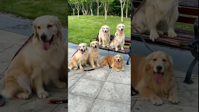 #Short #Dog #Best Dog's Life | Удивительная собака 2021 | Готовка собак 2021 | Умная собака 2021