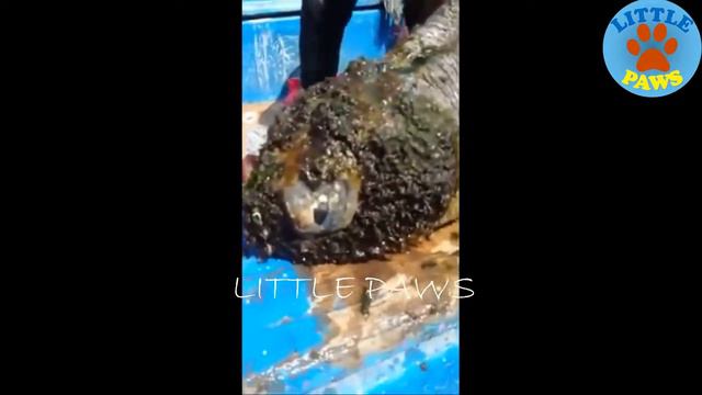 Спасение морских черепах от наросших моллюсков.