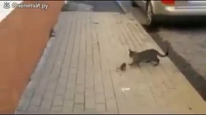 Бесстрашная и ловкая крыса против кошки