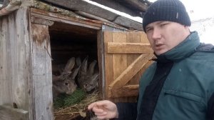 Ветки сосны и ели для кроликов!!! [хвоя как лекарство]