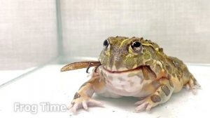 лягушка-бык против гигантского азиатского шершня WARNING LIVE FEEDING African bullfrog giant hornet