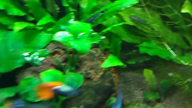 Аквариум 2 месяца после запуска смотреть онлайн