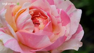 Julie Andrieu Rose| Beautiful , Romantic and Attractive Rose | Climbing Fragrant Rose | Organic ros
