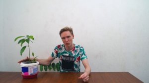 КАК ВЫРАСТИТЬ АВОКАДО ИЗ КОСТОЧКИ В ДОМАШНИХ УСЛОВИЯХ / уход авокадо
