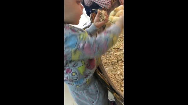 Алиса в контактном зоопарке 1 мая 2017 смотреть онлайн