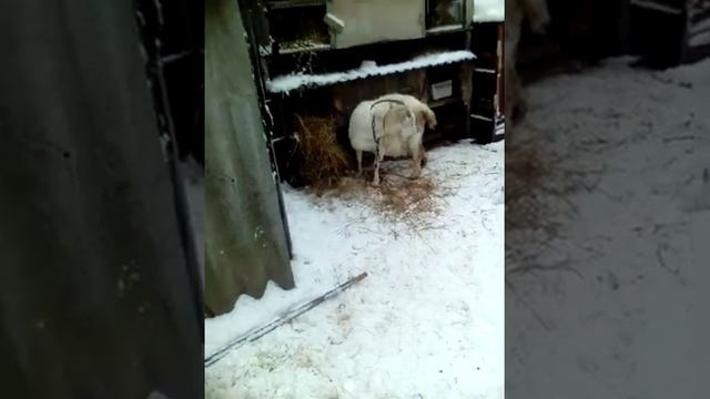 Определение сукозности у коз смотреть онлайн