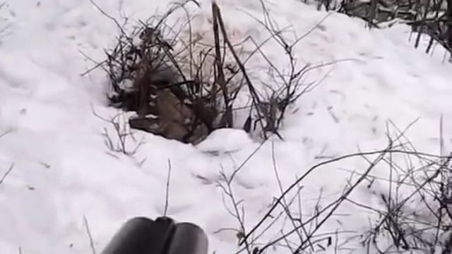 Охота с ягдтерьером, выход лисы смотреть онлайн