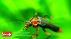 Bugs life (жизнь жуков) для детей