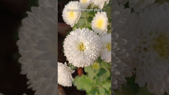 Chrysanthemum plant white and  light yellow color mix pom pom verity , #chrysanthemum