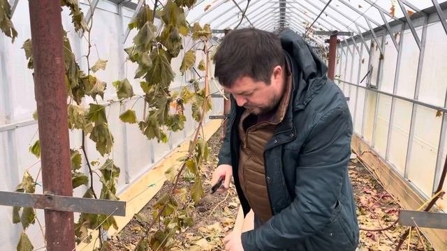 21 ноября. Обрезаю двулетний куст винограда Орды на плодовые лозы и сучки замещения.