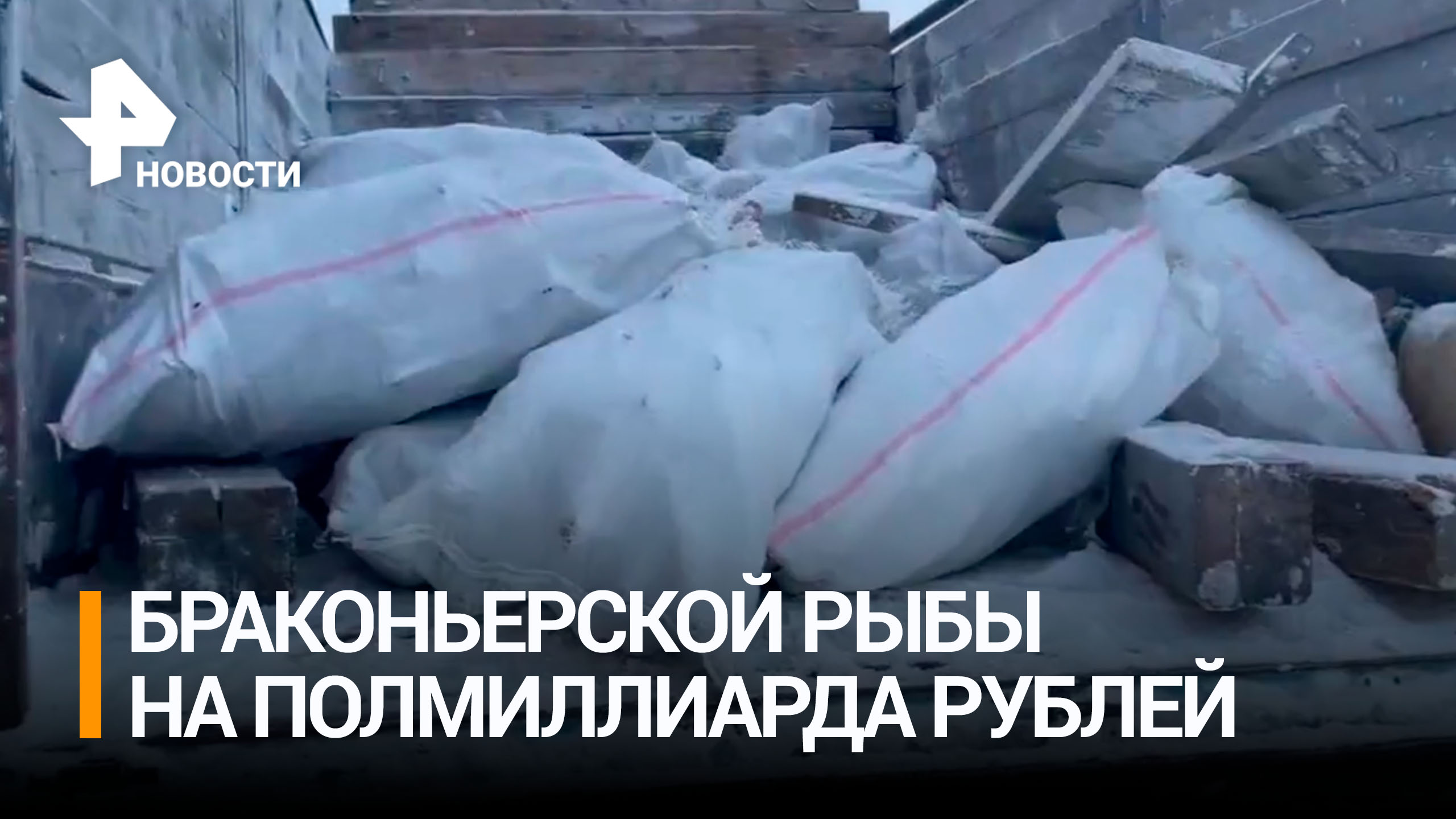 Браконьерскую рыбу на 500 млн рублей изъяли в Красноярском крае / РЕН Новости