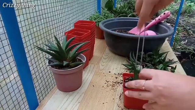 How To Separate Babies Of Haworthia limifolia (Fairy Washboard) I Crizzy thing смотреть онлайн