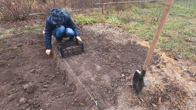 Дача. Саджаємо тюльпани, пересаджуємо троянди. смотреть онлайн