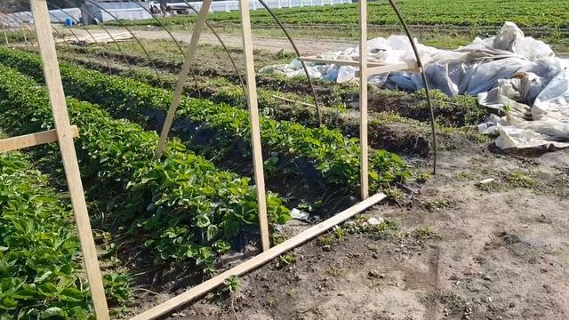Теплицы для клубники по белореченски.