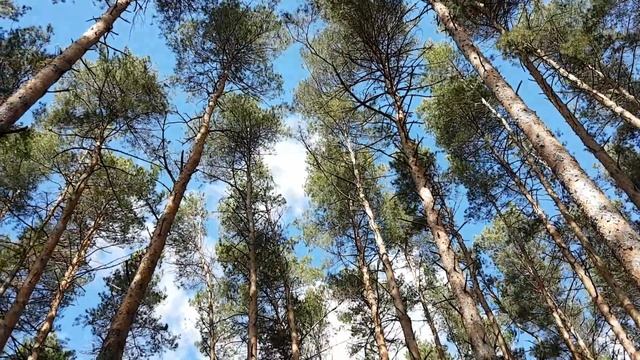 Русский лес, апрель 2017 смотреть онлайн