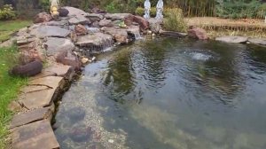 Пруд на даче с карпами Кои через год