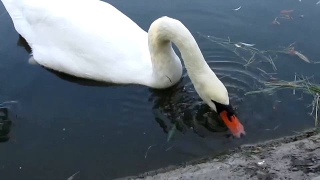 Оксана Кривова "Лебединая верность" смотреть онлайн