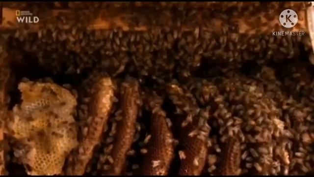 Африканизированые пчёлы/пчёлы убийцы, как спастись? смотреть онлайн