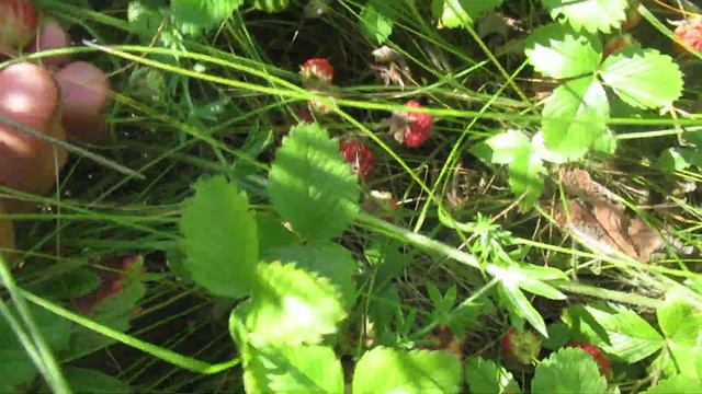 Виктор Безгодков. Ягоды, цветы, много зелени, солнце, голубое небо и был бы еще мир... смотреть онлайн