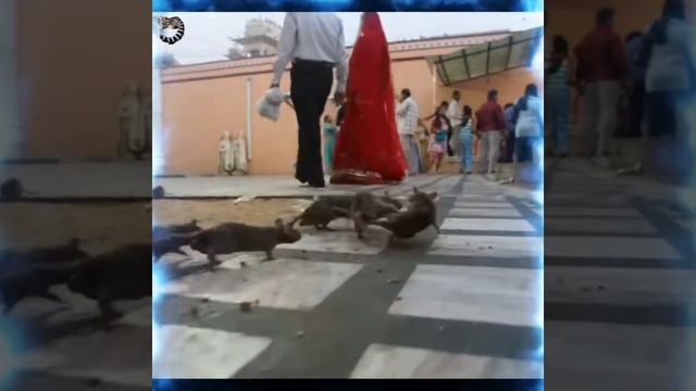 Им ПОКЛОНЯЮТСЯ - Их ПОЛЧИЩА смотреть онлайн