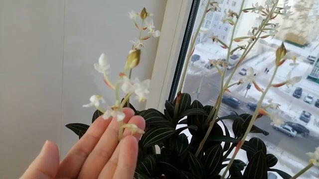 Цветёт драгоценная орхидея! смотреть онлайн