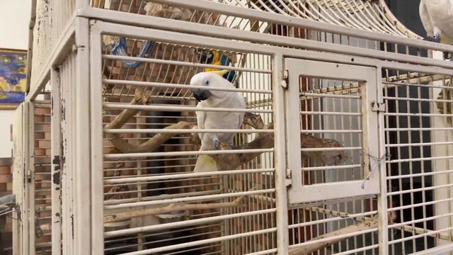 Terry the dog started raising the pampered parrot Charlie