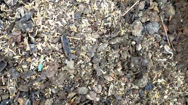 ll देखिए मैंने पर्पल हिबिस्कस को किस तरह से रिपॉट किया ll How to repot purple hibiscus ll смотреть онлайн