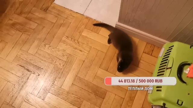 выдра против овощей смотреть онлайн