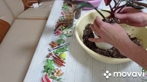 Комнатные цветы. Филодендрон Розовая Принцесса. Pink Princess. Пересаживаю, черенкую.