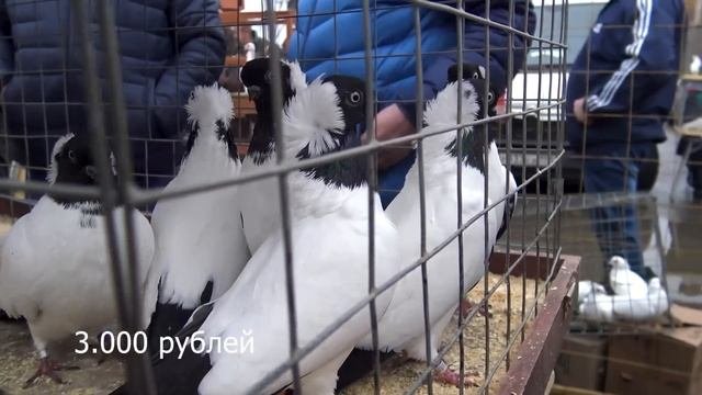 ОСЕННЯЯ СБОРНАЯ 2022 Москва,29 октября, рынок 
