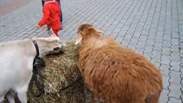 SV500183 смотреть онлайн