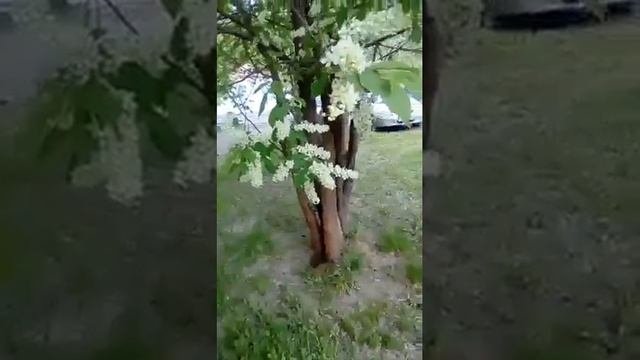 Черёмуха красавица
