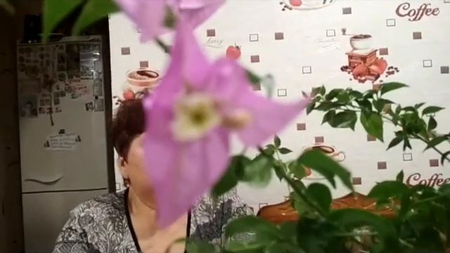 Для цветения бугенвиллии необходимо ...