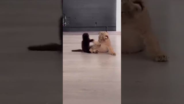 милашки обе пишите в коментарии кто милашки  #video #laugh #cat #a4 #котики #львенок