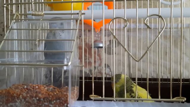 Наши новые попугайчики.? Парочка ? Как бы их назвать ? смотреть онлайн