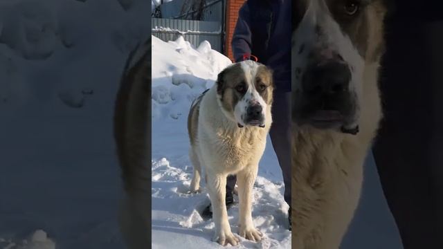 Гигантский алабай Тагир,тяжеловес,лучшие крови России !Самая большая порода собак!