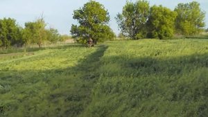 покос сена лошадью