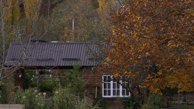 Winter Preparation: Wild Barberry Harvesting and Preservation смотреть онлайн
