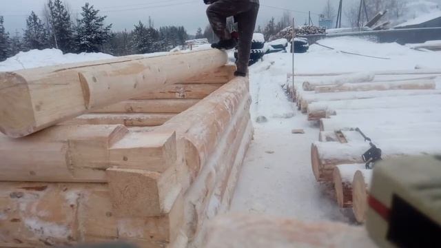 Рубим сруб бани в ласточкин хвост, из Архангельской ели, лес зимний. смотреть онлайн