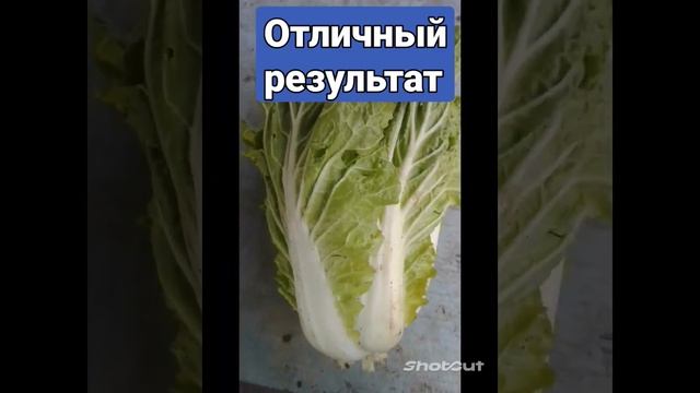 осенний посев пекинской капусты.☑️... ?. теперь буду сажать только этим способом ?? смотреть онлайн